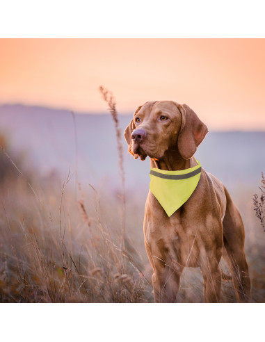 Collar Bandana Bipols